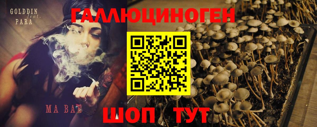 Псилоцибиновые грибы Psilocybe Ялуторовск